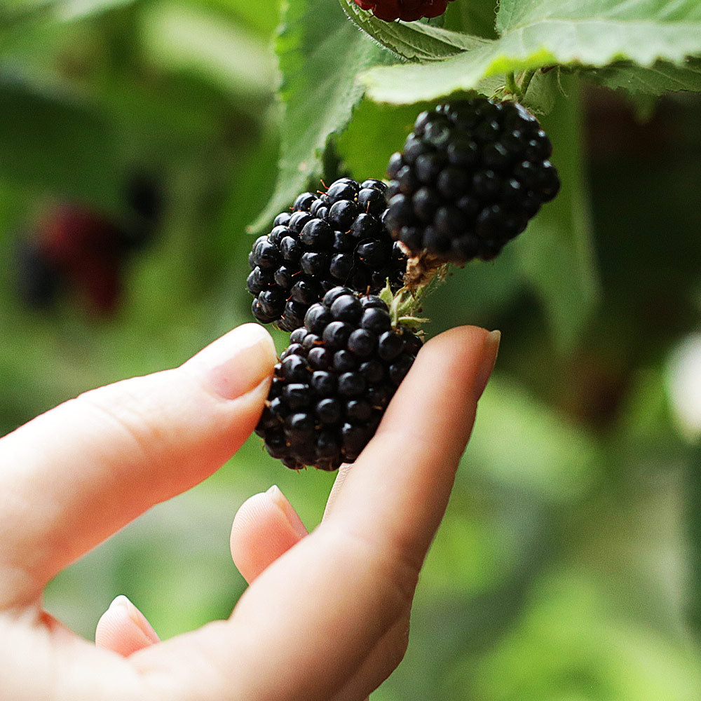 #2 - 3-in-1 Blackberry Bush