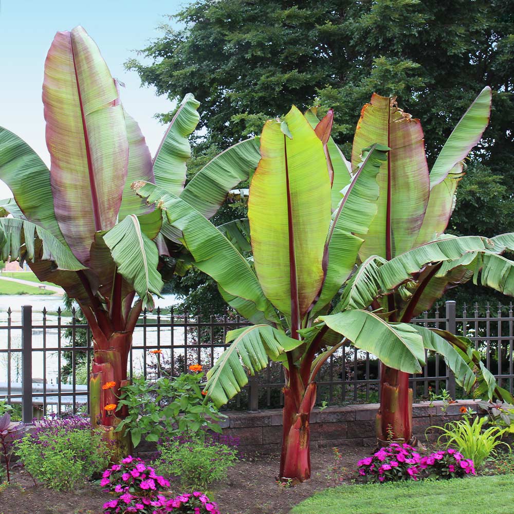 Red Abyssinian Banana Tree