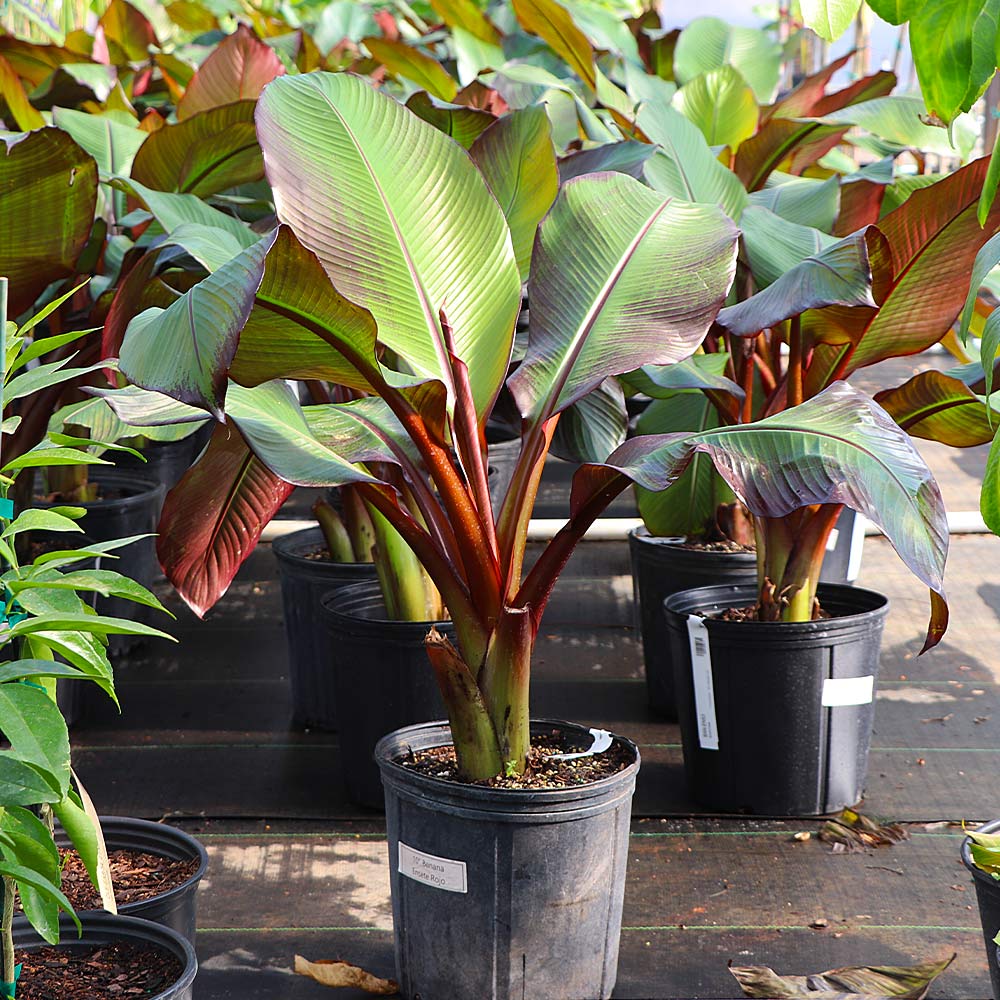 #4 - Red Abyssinian Banana Tree