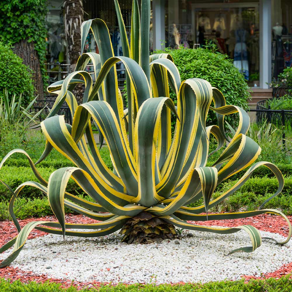 #2 - Variegated Century Plant