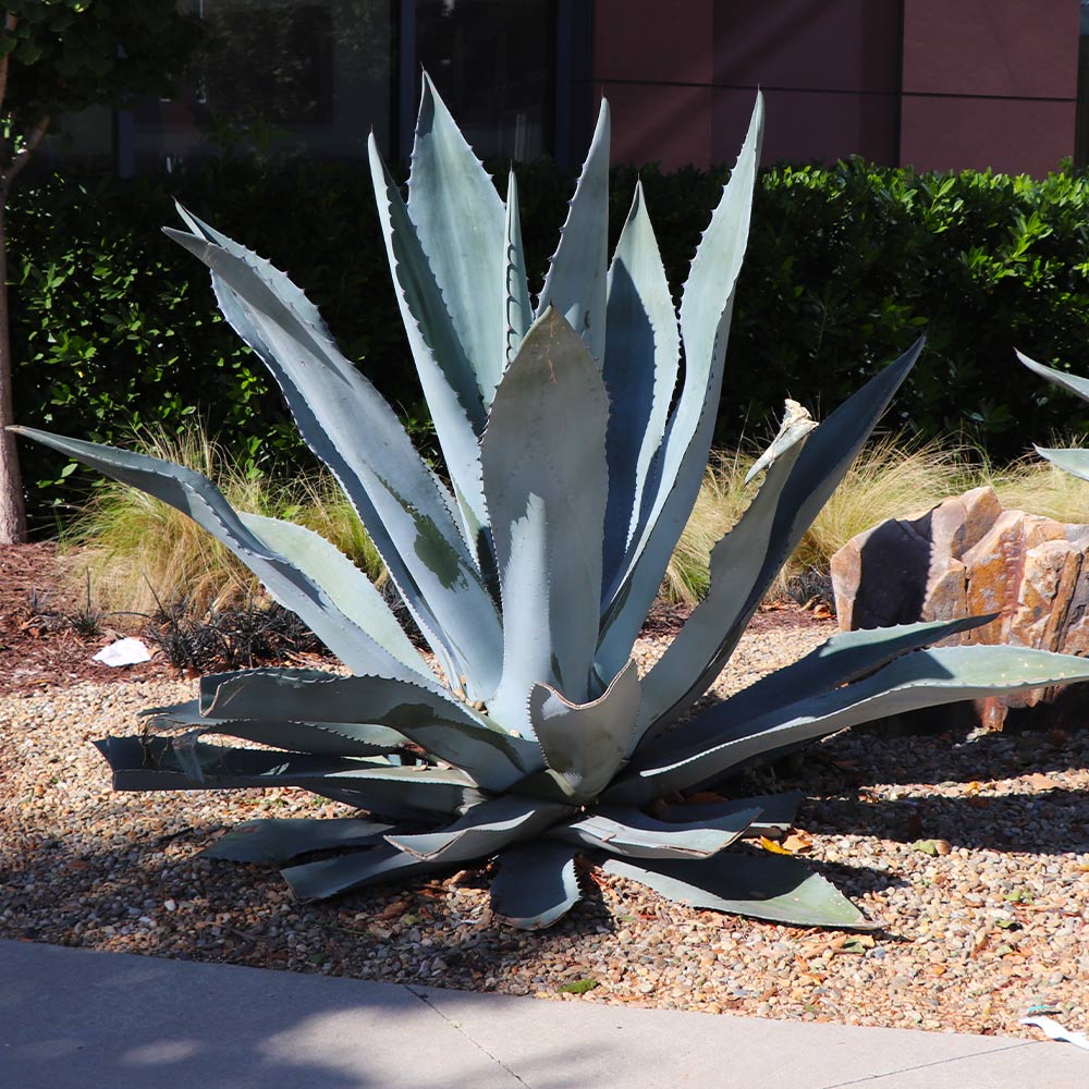 #2 - Blue American Agave Plant