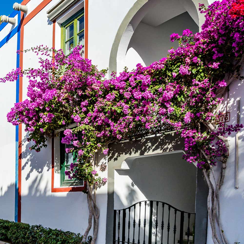 #2 - Alexandra Bougainvillea