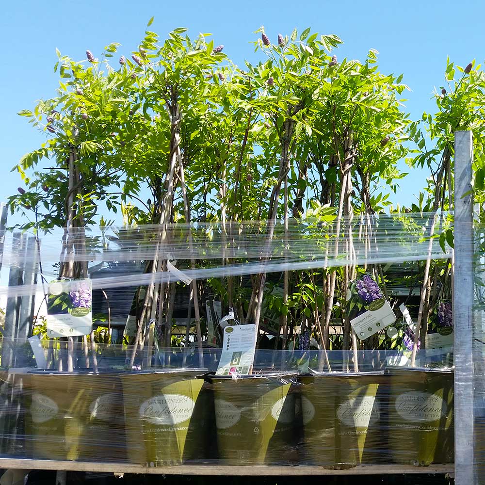 #5 - Amethyst Falls Wisteria Vine