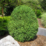 American Boxwood Shrub