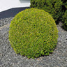 American Boxwood Shrub