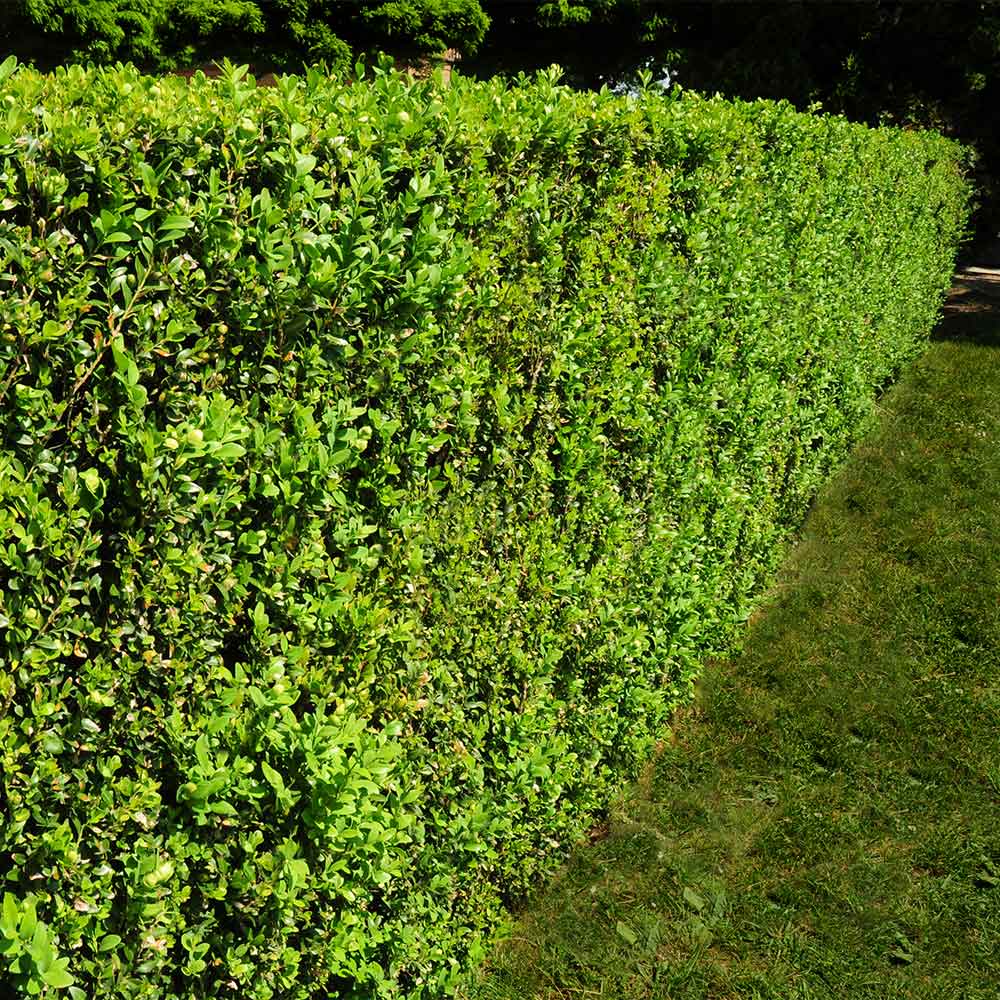 #2 - American Boxwood Shrub