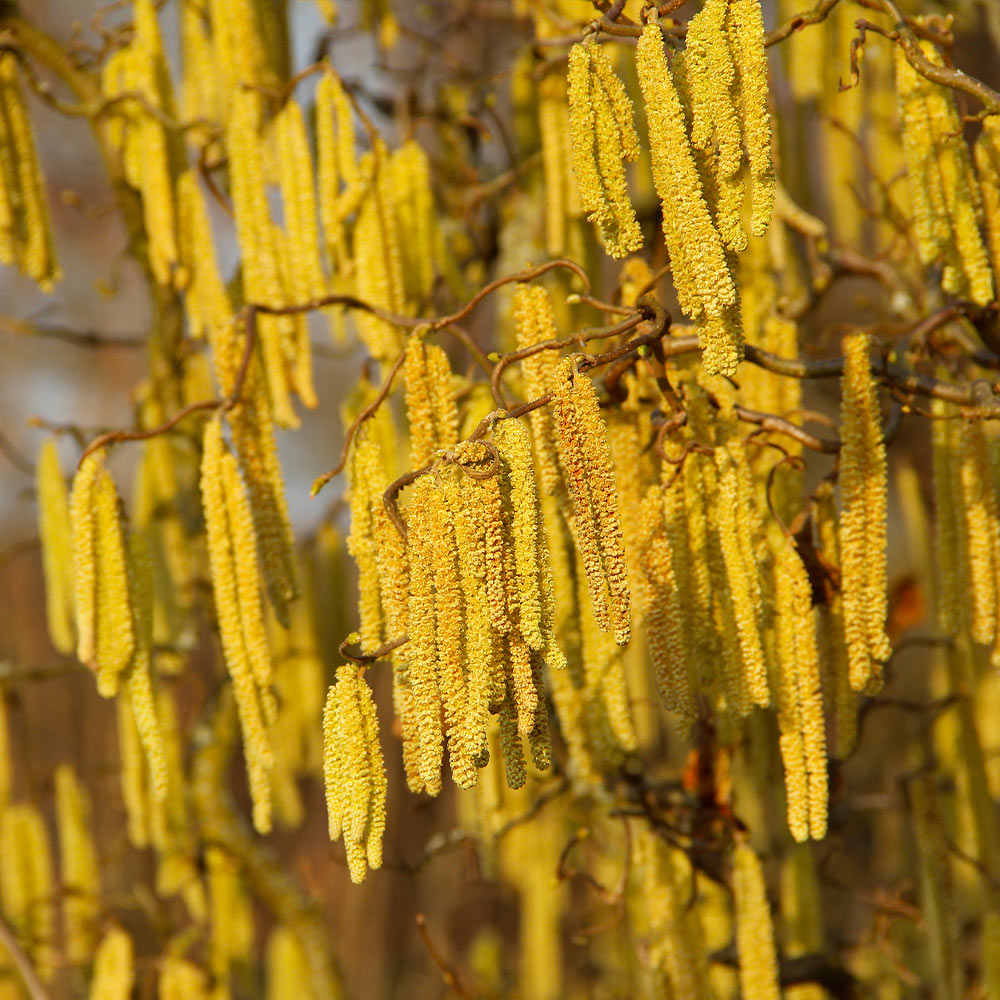 #5 - American Hazelnut Tree