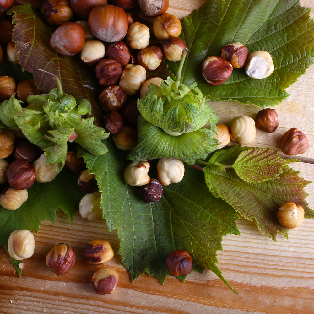 #3 - American Hazelnut Tree