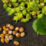 American Hazelnut Tree