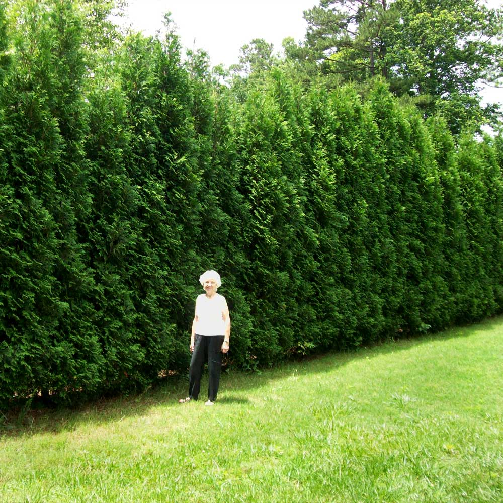#2 - Full Speed A Hedge® American Pillar Arborvitae