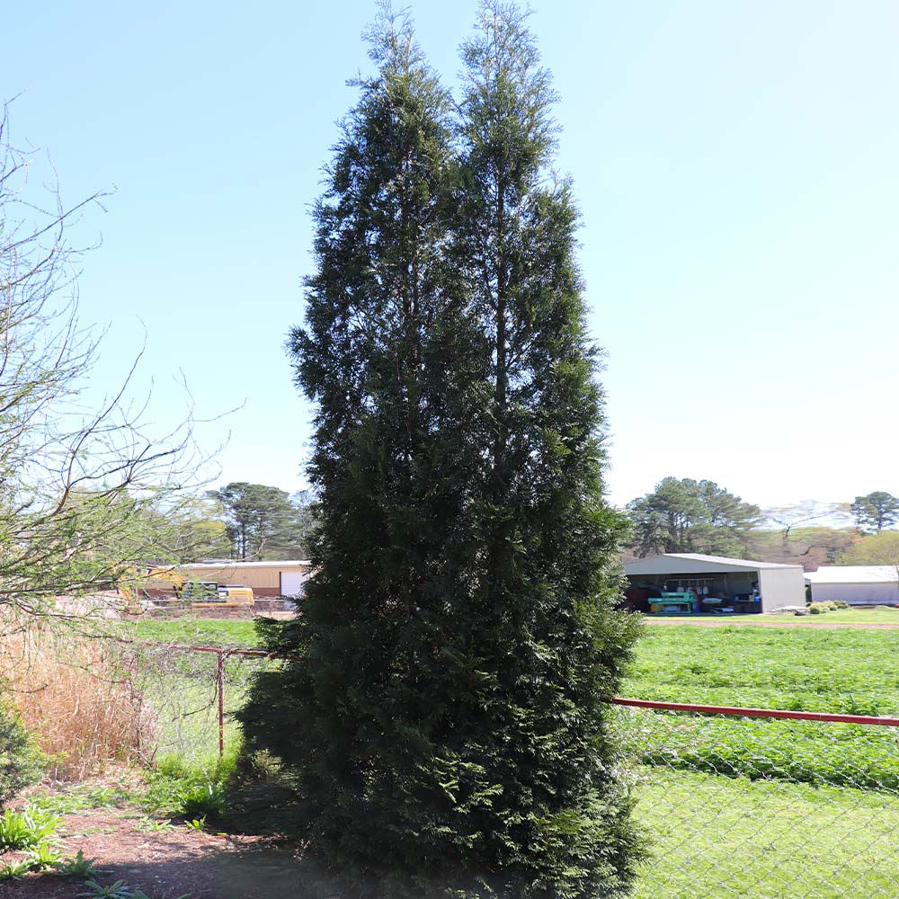 #4 - Full Speed A Hedge® American Pillar Arborvitae