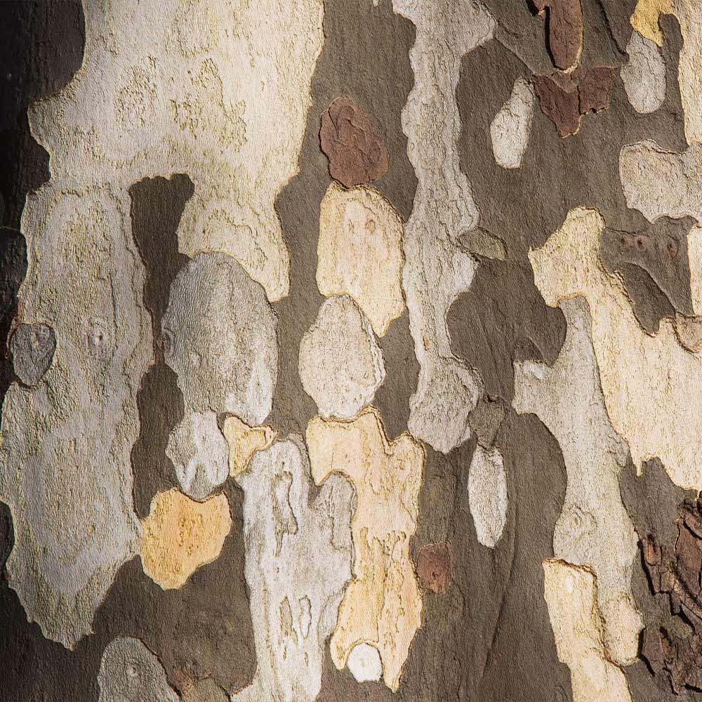 #4 - American Sycamore Tree