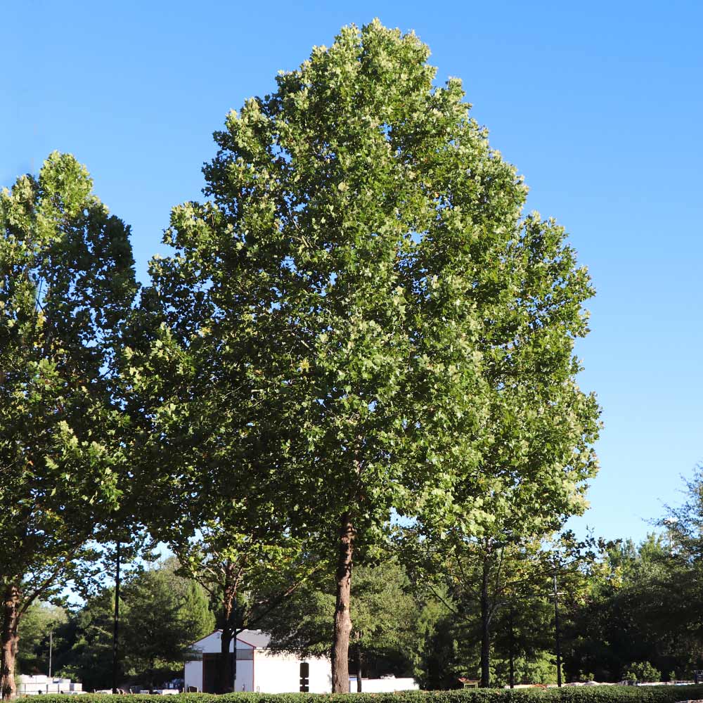 A photo of the American Sycamore Tree