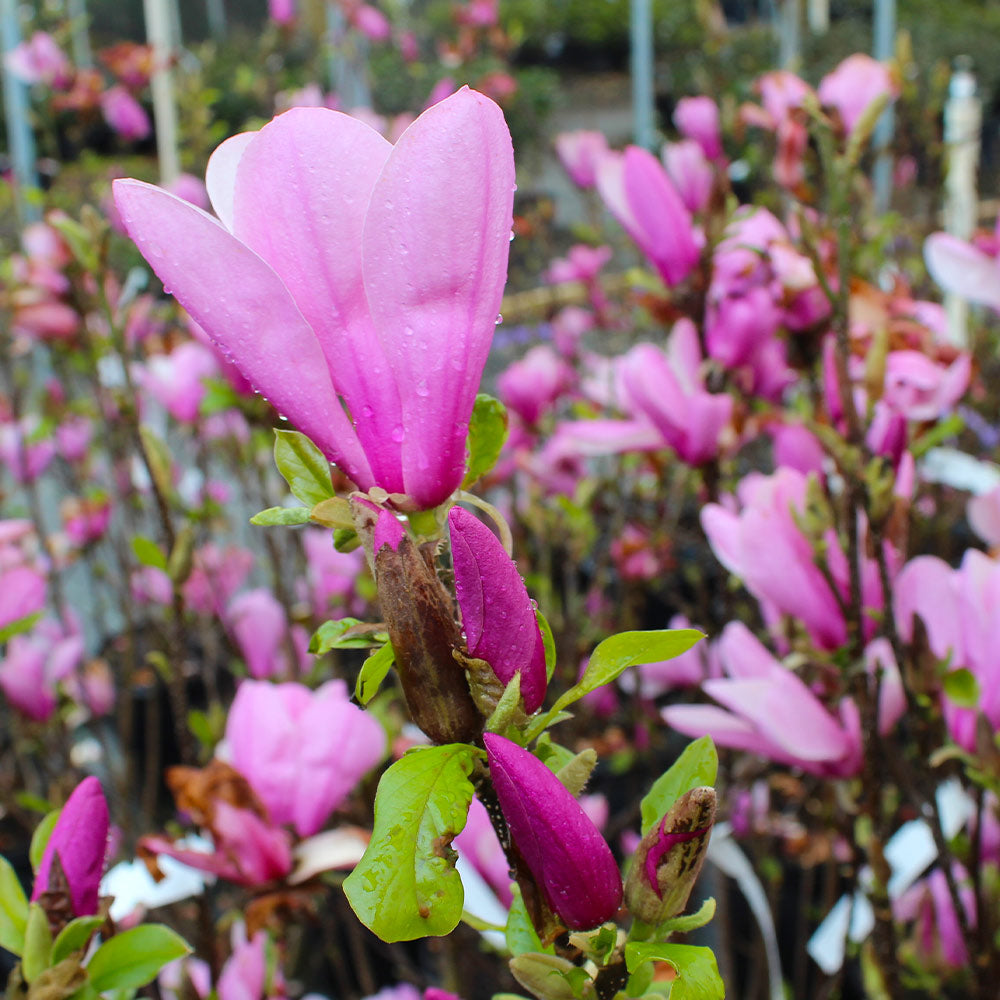 #2 - Ann Magnolia Tree