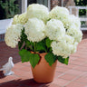 Annabelle Hydrangea Shrub