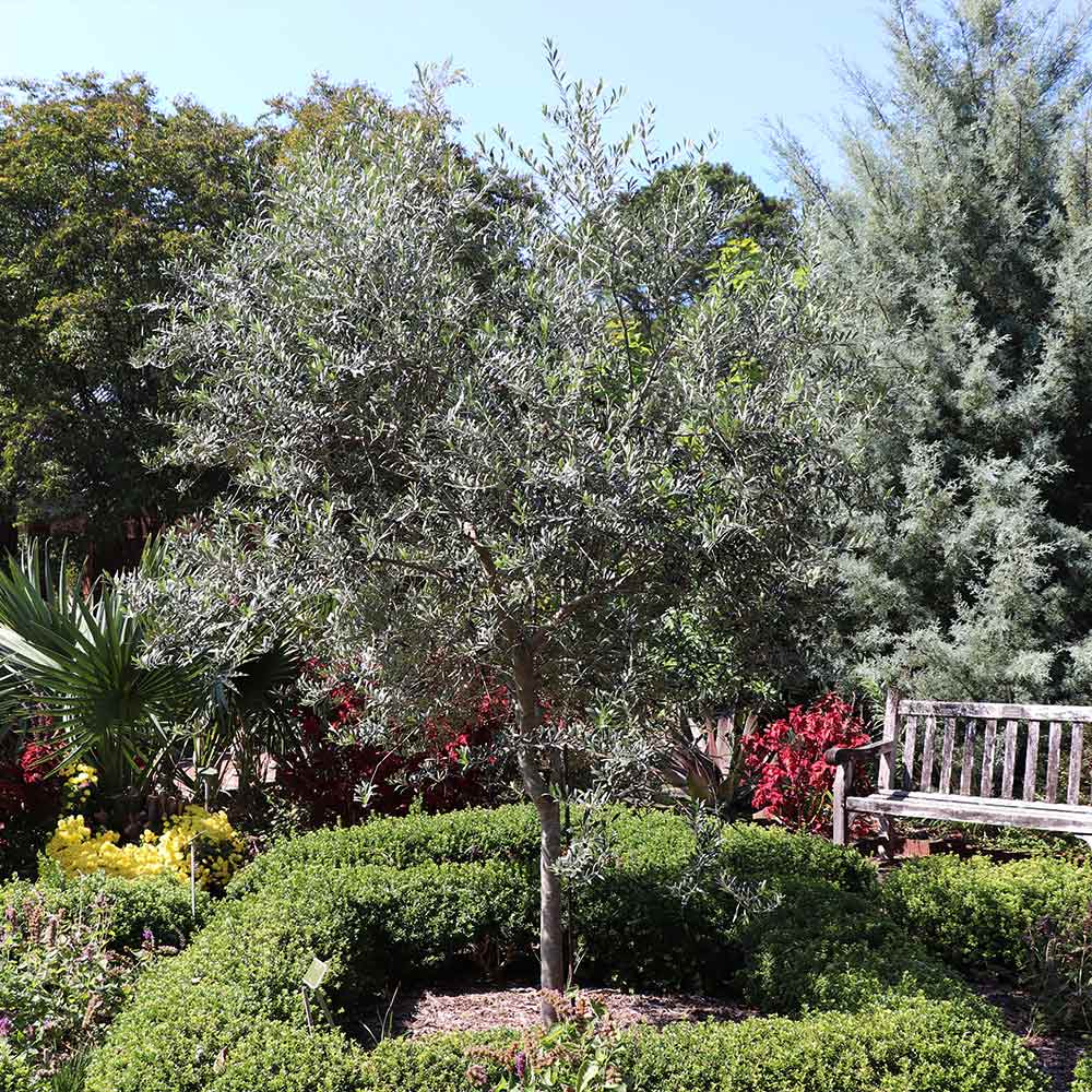 #2 - Arbequina Olive Tree
