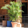 Areca Palm Tree