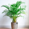 Areca Palm Tree