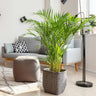 Areca Palm Tree
