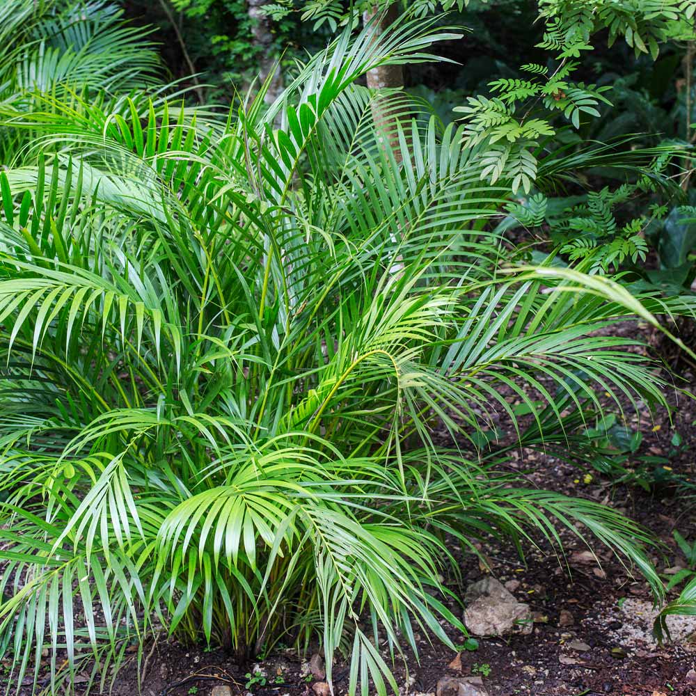 #2 - Areca Palm Tree