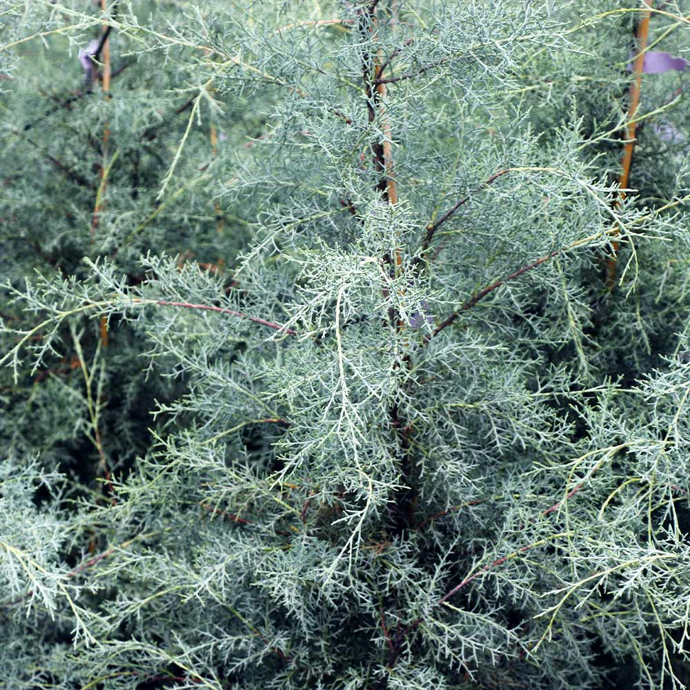 #4 - Drought-Tolerant Evergreen Tree