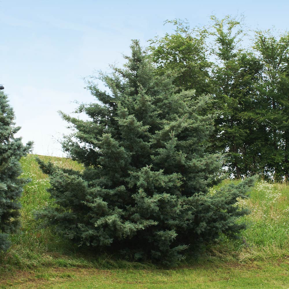 #2 - Drought-Tolerant Evergreen Tree