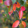 Viking Aronia Chokeberry Bush