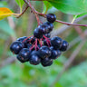 Viking Aronia Chokeberry Bush