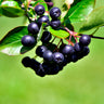 Viking Aronia Chokeberry Bush