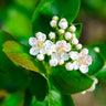 Viking Aronia Chokeberry Bush