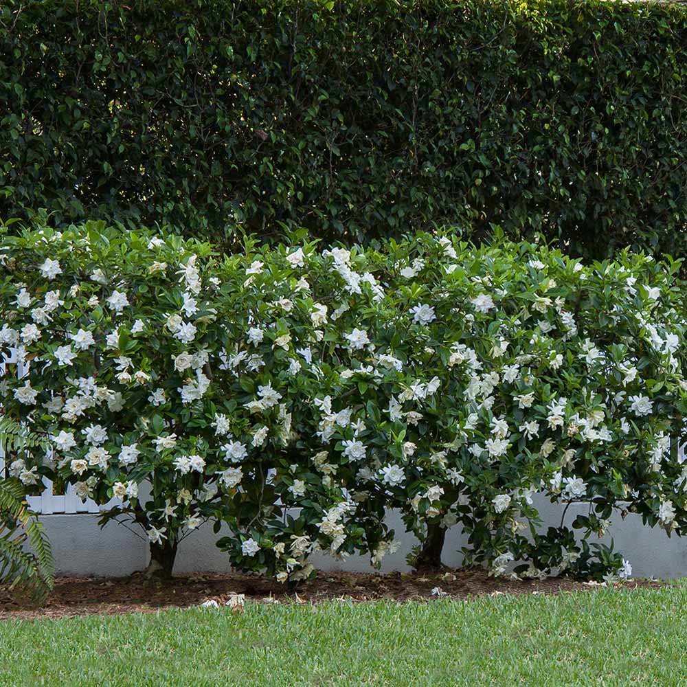 #2 - August Beauty Gardenia Shrub