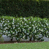 August Beauty Gardenia Shrub