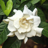 August Beauty Gardenia Shrub