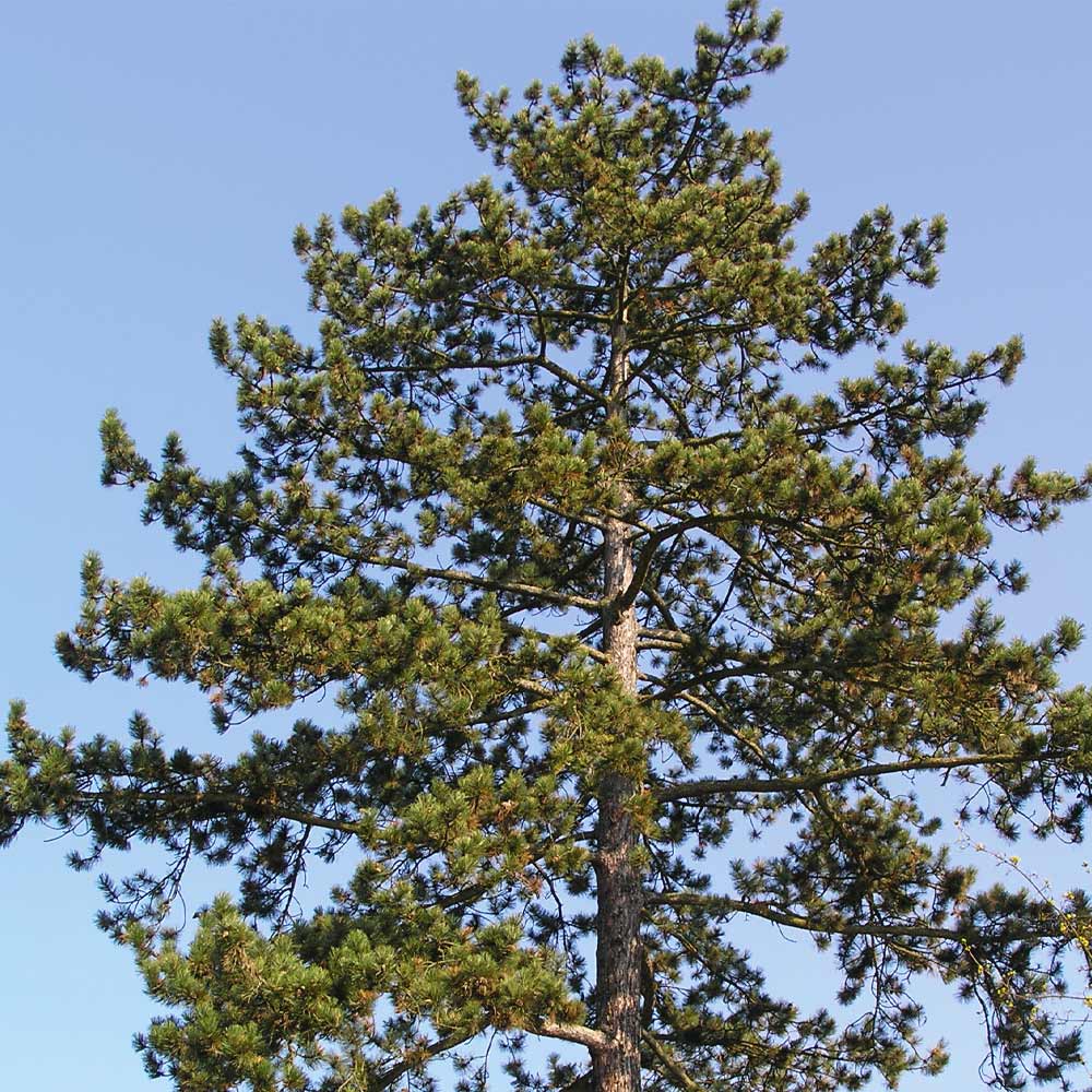 #2 - Austrian Pine Tree