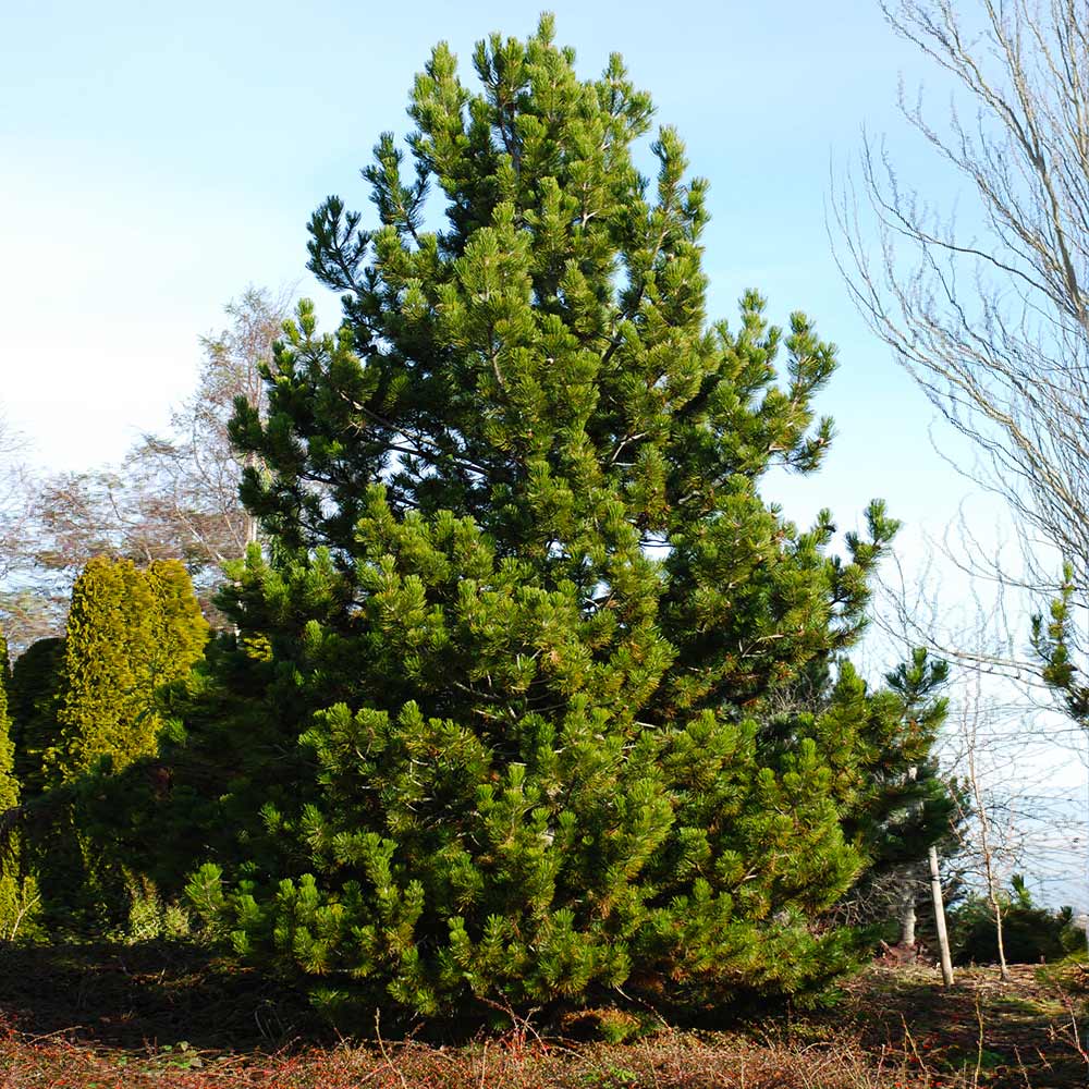 #4 - Austrian Pine Tree