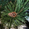Austrian Pine Tree
