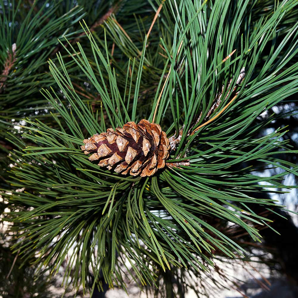 #3 - Austrian Pine Tree