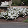Autumn Angel® Encore® Azalea Shrub