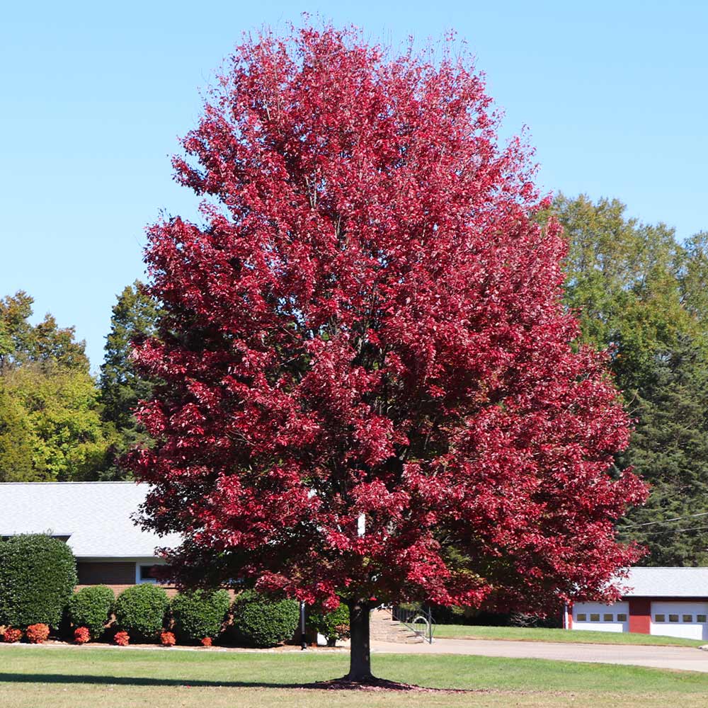 #4 - Autumn Blaze® Maple Tree