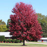 Autumn Blaze® Maple Tree