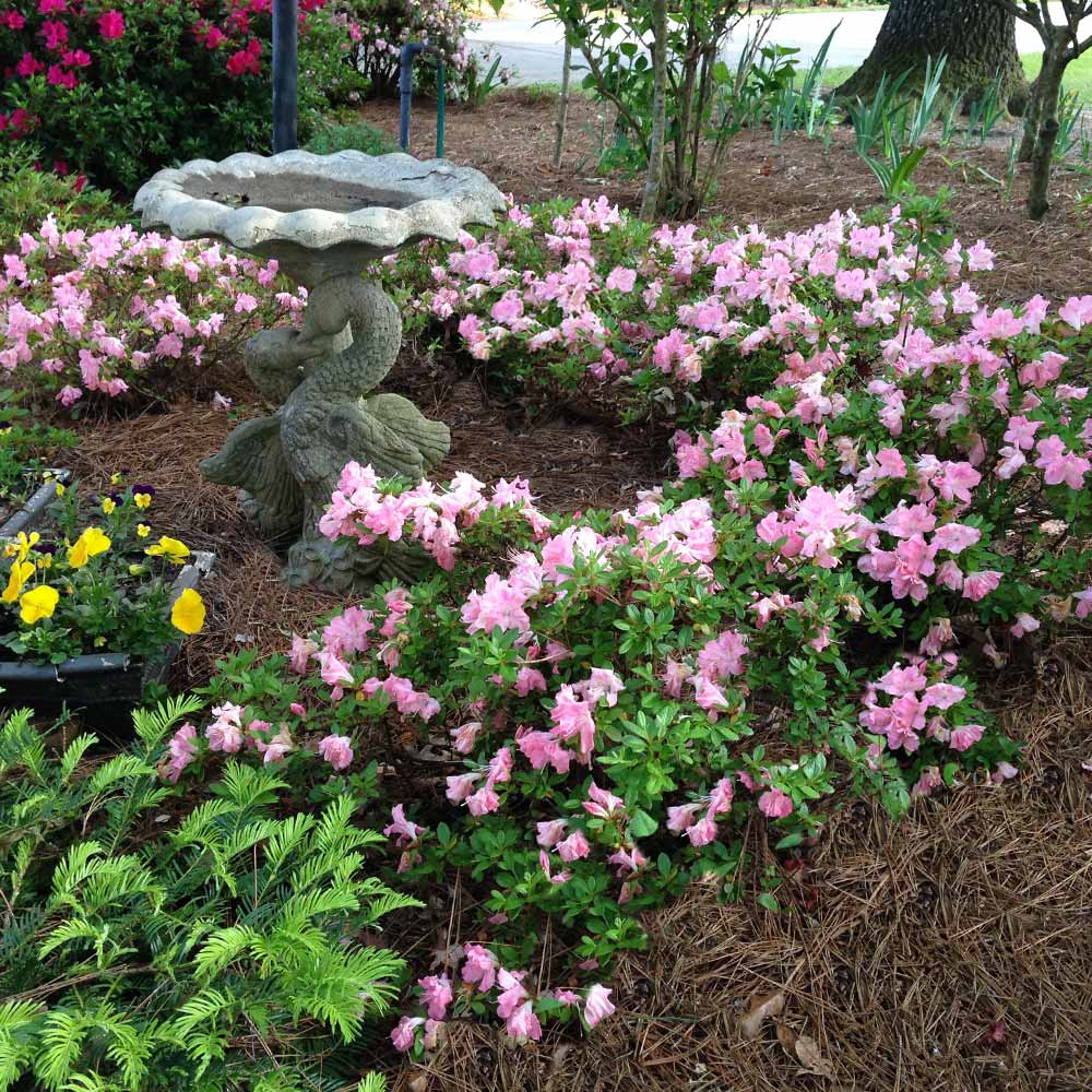 #3 - Autumn Debutante® Encore® Azalea Shrub