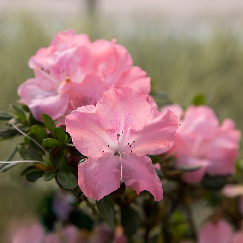 #2 - Autumn Debutante® Encore® Azalea Shrub