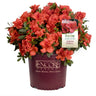 Autumn Embers® Encore® Azalea Shrub