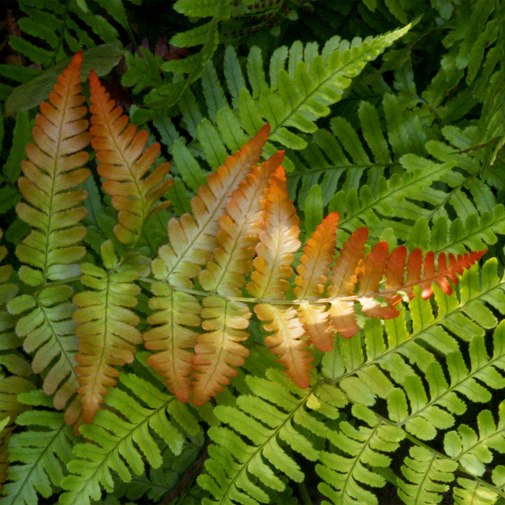 #2 - Brilliance Autumn Fern