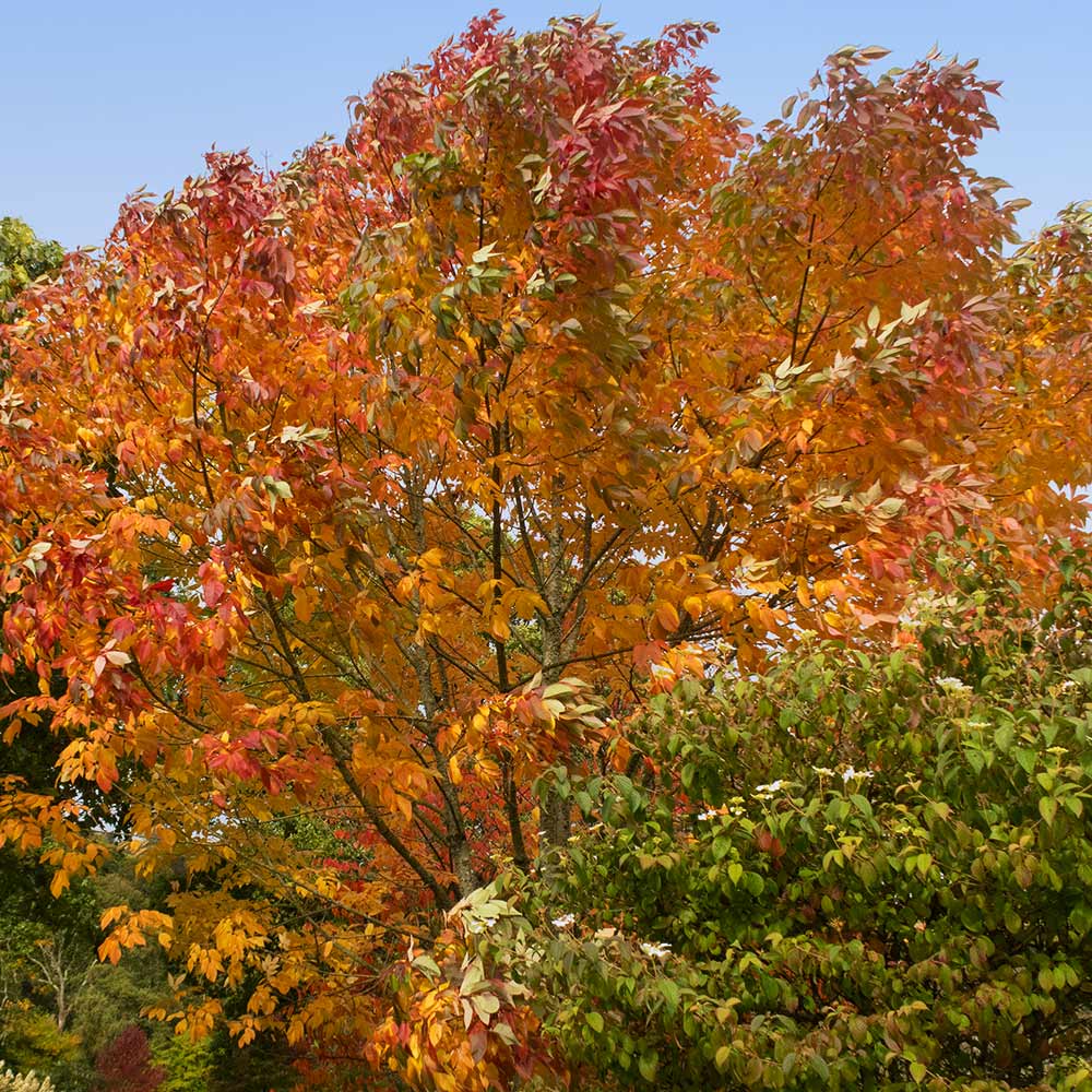 #5 - Autumn Purple Ash Tree