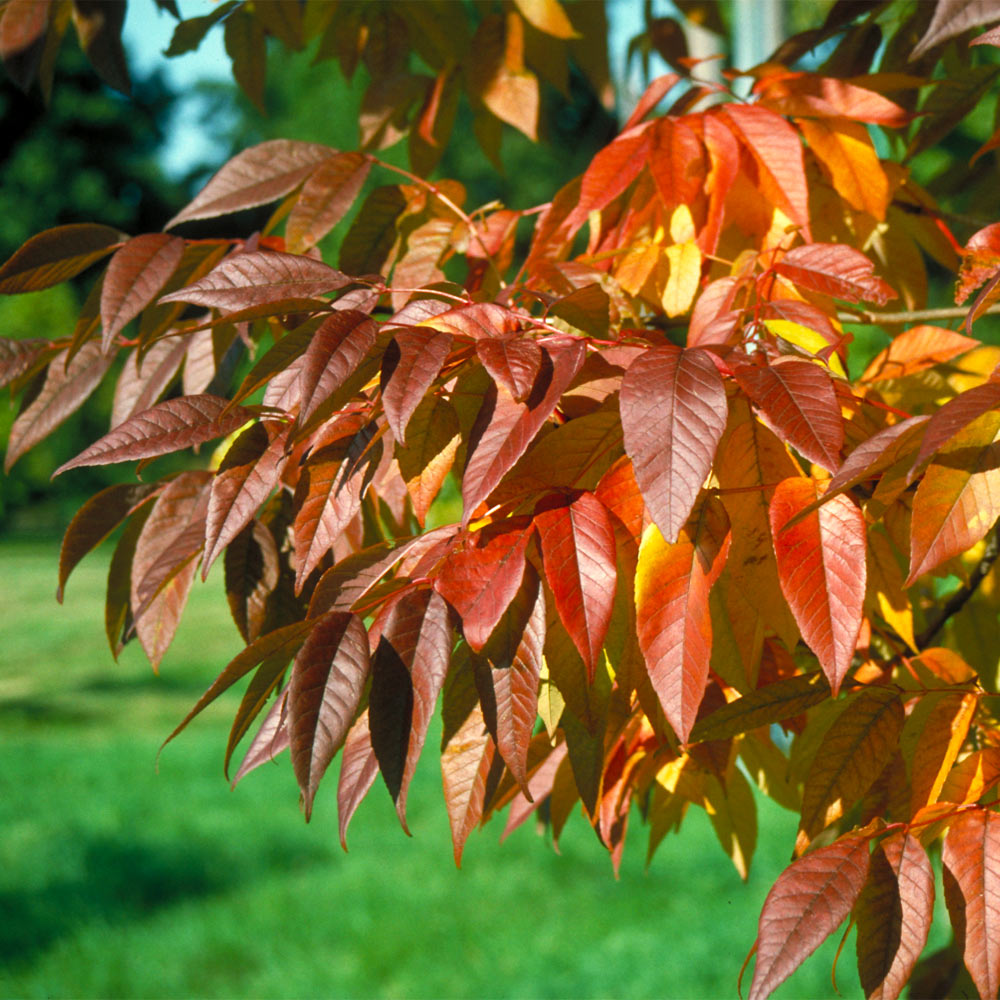 #4 - Autumn Purple Ash Tree