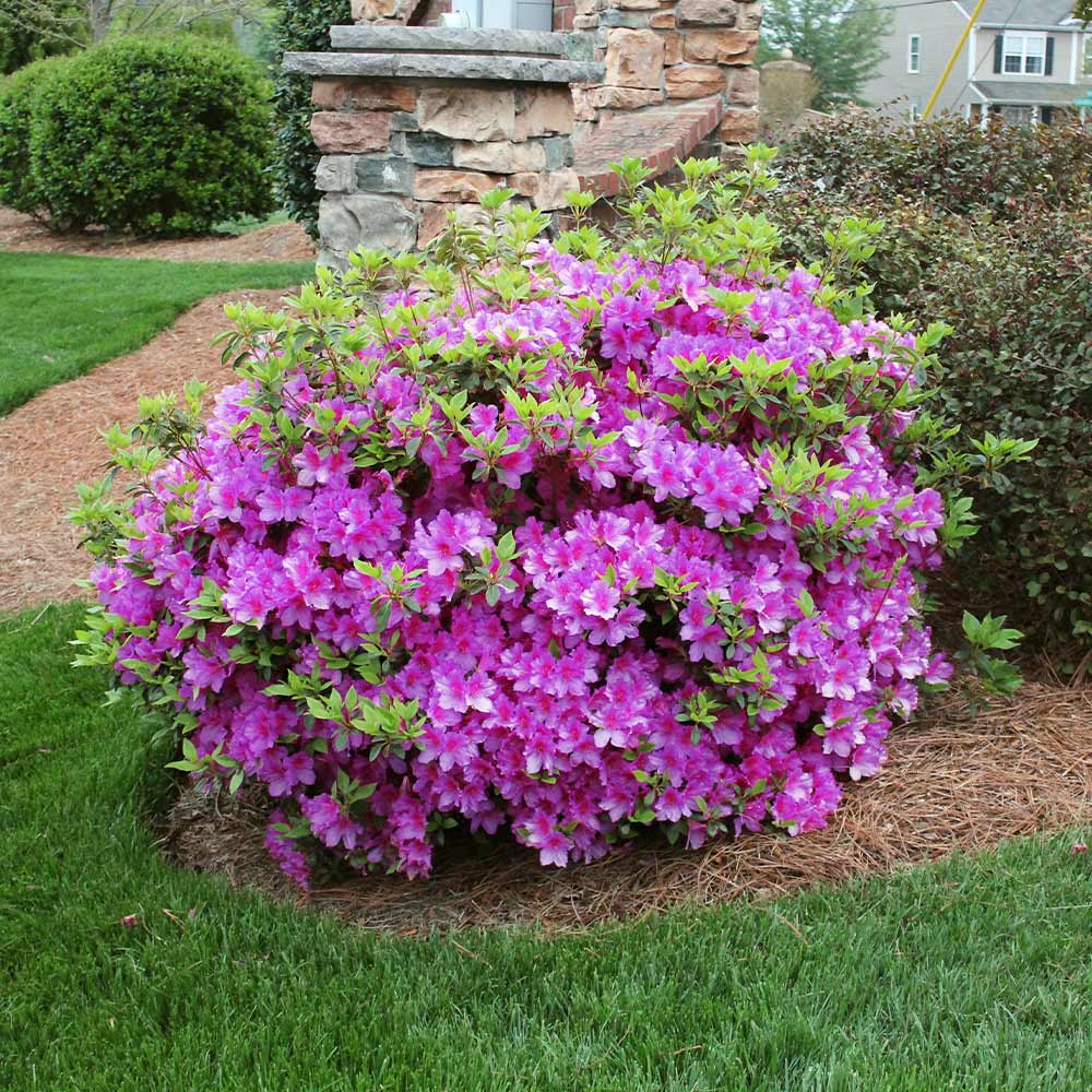 Autumn Royalty® Encore® Azalea Shrub