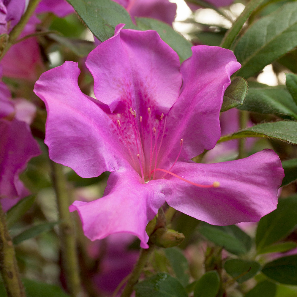 #2 - Autumn Royalty® Encore® Azalea Shrub