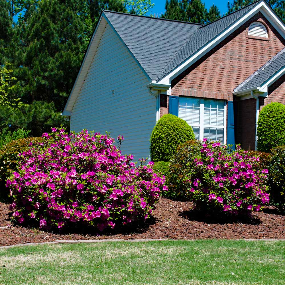 #3 - Autumn Royalty® Encore® Azalea Shrub