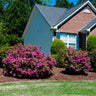 Autumn Royalty® Encore® Azalea Shrub